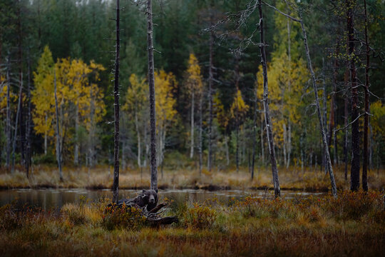 Bear hidden in yellow forest. Autumn trees with bear. Beautiful brown bear walking around lake, fall colours. Big danger animal in habitat. Wildlife scene from nature, Russia.
