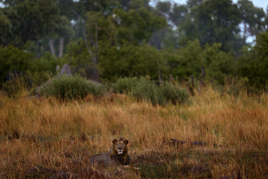 Africa lion landscape. Africa wildlife. Lion hidden in the green vegetation. Forest African lion in the nature habitat, green trees, Okavango delta, Botswana in Africa, red grass.
