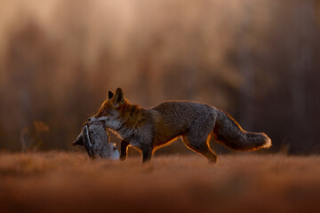 Fototapeta premium Sunset, red fox catch the bird, duck. Autumn forest. Fox sunset, orange evening light. Orange fur coat animal in the nature habitat. Fox on the green forest meadow. Red Fox hunting, wildlife Europe.