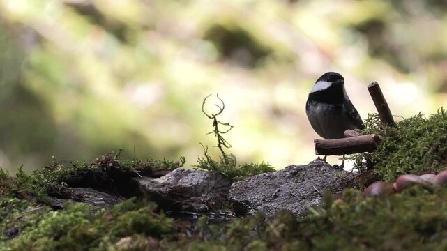 blackberry alone against winter, cincia mora (Periparus ater)