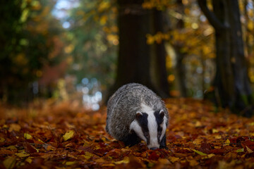 Wild Badger, Meles meles, animal in wood. European badger, autumn pine green forest. Mammal in environment, rainy day in Germany, Europe. © ondrejprosicky