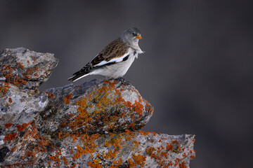 Fototapeta premium White-winged snowfinch, Montifringilla nivalis, bird sitting on the grey stone with orange lichen. Bird in nature habitat, Gemmi Pass, Leukerbad, Switzerland. White-winged snowfinch in Alps, wildlife.