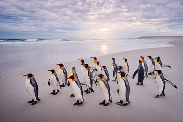 Obraz premium Group of king penguins coming back from sea to beach with wave and blue sky, Volunteer Point, Falkland Island. Penguin colony, Antarctica wildlife. Blue sky and water bird in Atlantic Ocean.