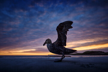 Twilight morning sky with clouds and bird with open wings. Sea Lion Island, Falkland Island. Bird on the sandy beach. Giant petrel, Macronetes giganticus, big sea bird with young in the nest. © ondrejprosicky