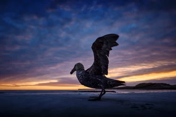Twilight morning sky with clouds and bird with open wings. Sea Lion Island, Falkland Island. Bird on the sandy beach. Giant petrel, Macronetes giganticus, big sea bird with young in the nest. © ondrejprosicky