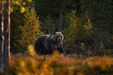 Fototapeta premium Autumn wildlife, nature in Europe. Bear walk in orange red forest. Autumn trees with bear. Beautiful brown bear walking around lake with fall colours.