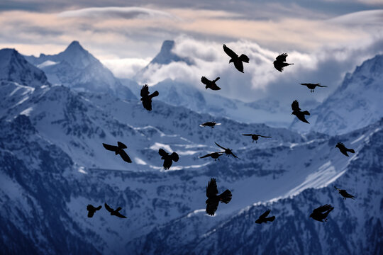 Bird landscape in Alp, Switzerland Alpine Chough, Pyrrhocorax graculus, black bird, fliying on the rock snow winter, animal in mountain nature habitat. Alpine Chough with red leg and yellow bill.