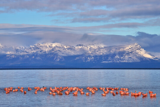 Flock of Chilean flamingos, Phoenicopterus chilensis, nice pink big birds with long necks, dancing in water, animals in the nature habitat in Chile, America. Flamngo from Patagonia, Torres del Paine.