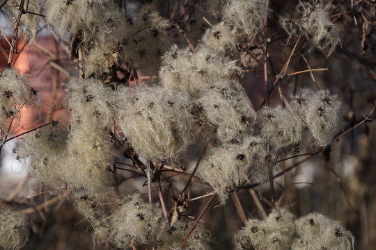 1964440061 Gew&ouml;hnliche Waldrebe Fruchtst&auml;nde