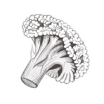 Hand-drawn broccoli floret sketch. Vector illustration of a fresh green vegetable, symbol of healthy food, organic nutrition and vegan diet.