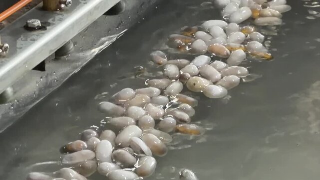 Silkworm cocoons float in heated water while fine filaments are actively drawn from them and fed into the reeling system during continuous industrial operation. Silk manufacturing.