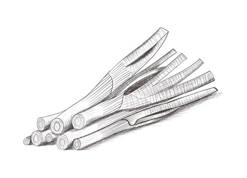 Hand-drawn green onion sketch. Vector illustration of fresh scallions or leeks, symbol of healthy cooking, organic vegetables and harvest.