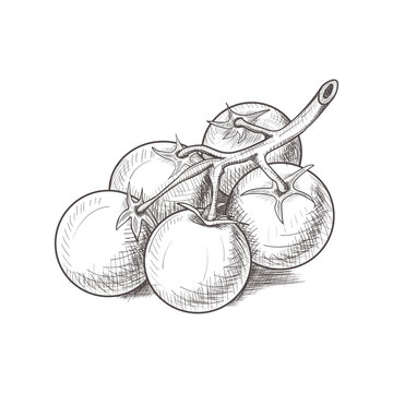 Hand-drawn tomato sketch. Vector illustration of a whole tomato and a half slice, symbol of fresh organic food, cooking and gardening.