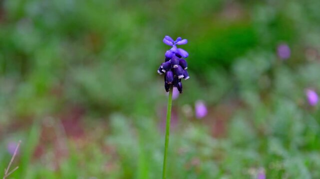 Muscari armeniacum (Dağ s&uuml;mb&uuml;l&uuml;)
