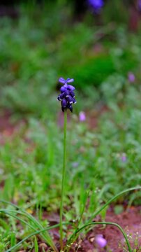 Muscari armeniacum (Dağ s&uuml;mb&uuml;l&uuml;)
