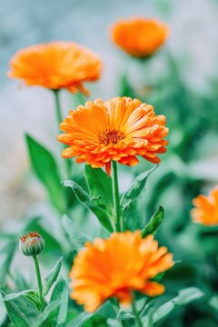 Blooming orange calendula flowers with vibrant petals and green leaves growing in a garden setting, showcasing their natural beauty and detail