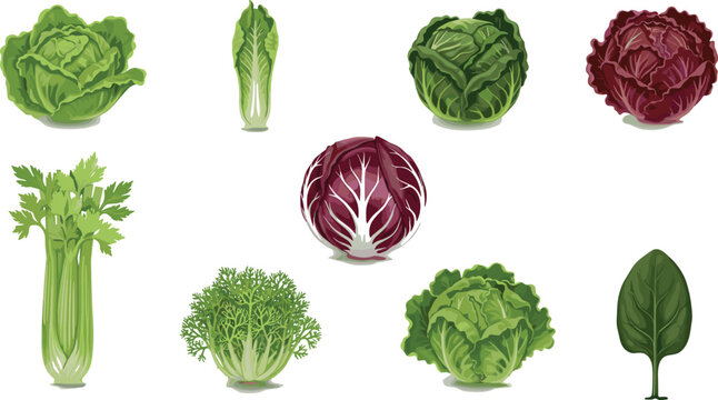 Detailed vector illustration set of fresh leafy greens including various cabbage types celery radicchio and spinach for healthy lifestyle