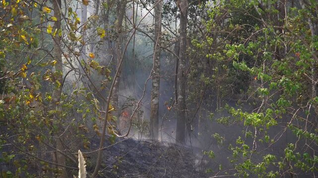 Tropical Wildfire Close-up Dolly Shot Burning Dry Leaves on Forest Floor.