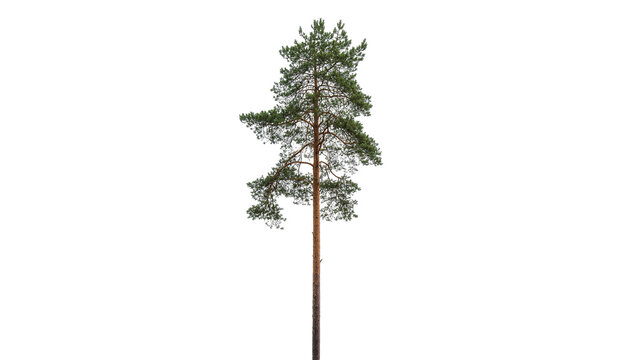 Isolated tall mature pine tree with green needles and brown trunk, natural forest object