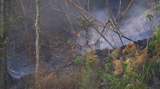 Tropical Wildfire Close-up Dolly Shot Burning Dry Leaves on Forest Floor.