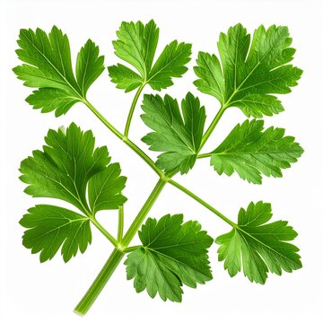 Lovage (Levisticum officinale) isolated on white.
