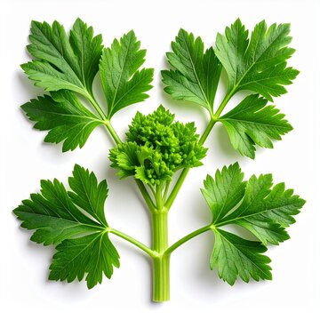 Lovage (Levisticum officinale) isolated on white.