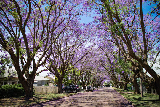Dappled light across street caused by flowering Jacaranda trees