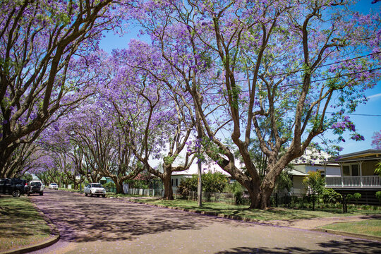 Purple petals scattered across suburban street from Jacaranda trees