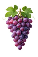 Fototapeta premium Fresh Grapes on Vine with Leaves Isolated on White