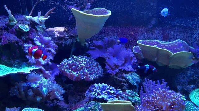 Vibrant tropical coral reef ecosystem with exotic marine fish. Close-up of blue tang and clownfish swimming among colorful anemones and live corals in a clean saltwater aquarium.