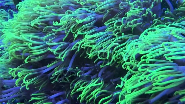 Fluorescent green star polyps coral waving in the water current. Beautiful soft corals in a saltwater aquarium with vibrant neon colors and long tentacles