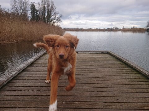 toller puppy