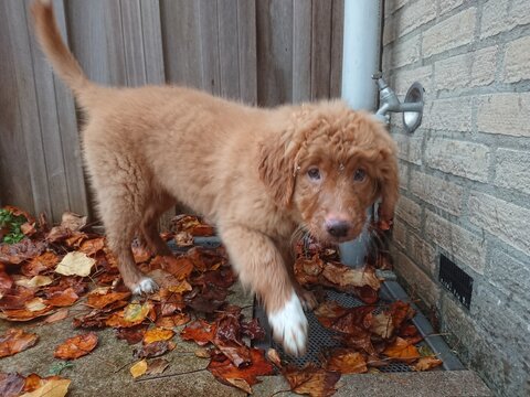 toller puppy