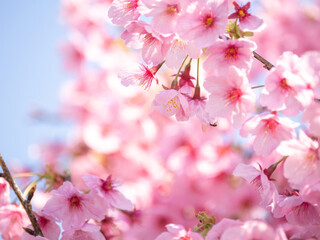 Fototapeta premium 春の桜