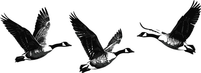 Flying geese vector illustration, bird silhouettes in motion, wildlife design, goose flight symbols, nature vector, bird wings, animal flying illustrations © Mohasina Art