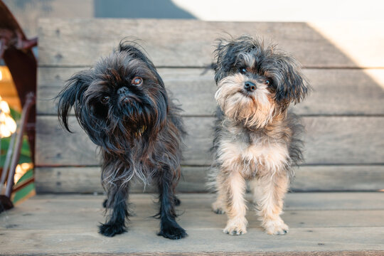 Two small scruffy dogs standing on a wooden bench outdoors with heads tilted