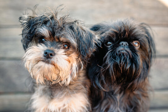 Two small dogs with shaggy fur, one light brown and one black, sitting close together