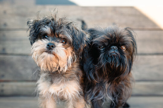 Two small Brussels Griffon dogs, one black and one mixed breed, posing together outdoors