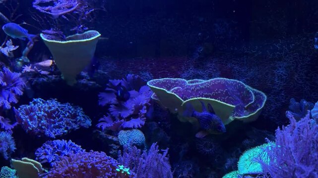 Vibrant tropical coral reef ecosystem with exotic marine fish. Close-up of blue tang and clownfish swimming among colorful anemones and live corals in a clean saltwater aquarium.