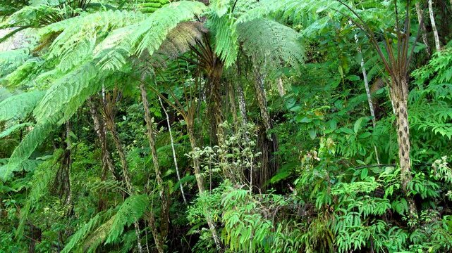 Panning shot of lush tropical rainforest vegetation featuring large Cyathea tree ferns and dense green foliage at Mount Wilis, Kediri, Indonesia during the day.