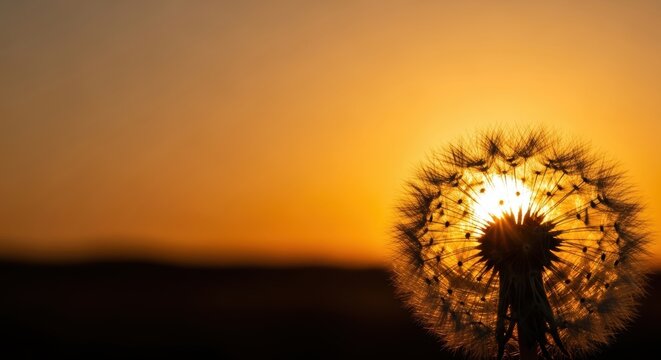 Dandelion Silhouette Against Sunset in Beautiful Evening Light