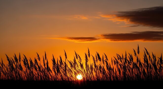 Serene Sunset Over Tall Grass Against Vibrant Orange Sky