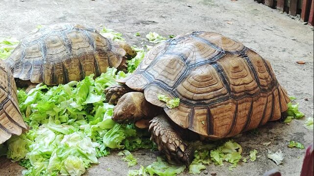 The turtle is eating vegetables.
