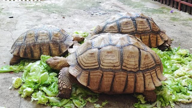 The turtle is eating vegetables.