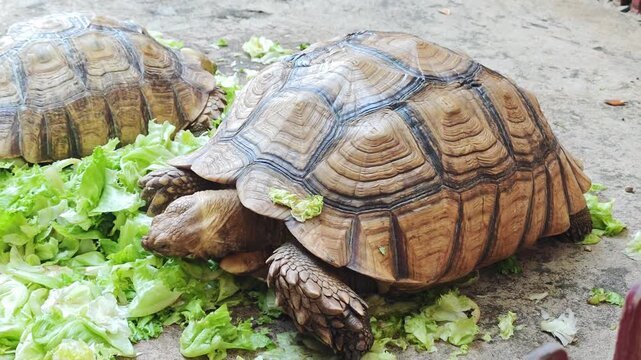 The turtle is eating vegetables.