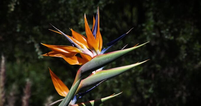 Close-up portrait of a beautifully vibrant Bird of Paradise flower (Strelitzia) in the sunlight with dark green leafy background.
