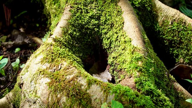Close up of large tropical tree roots covered in fresh green Bryophyta moss in the rainforest of Indonesia Southeast Asia.