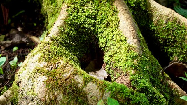 Panning close-up of large Ficus tree roots forming a natural cavity covered in fresh green Bryophyta moss. Detailed view of the rainforest floor ecosystem in Indonesia, Southeast Asia.