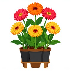 Fototapeta premium vector illustration of colorful gerbera daisy flowers in orange yellow and red isolated on white background.