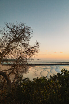 Bare tree branches frame a serene beach at sunrise with gentle waves and a distant headland